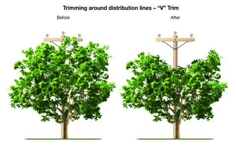 Tree Trimming - V